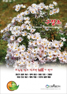구절초(Korean chrysanthemum)효능 / 알고먹으면배가된다-109