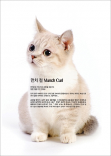 먼치 컬 Munch Curl [애완.반려동물/고양이 12]