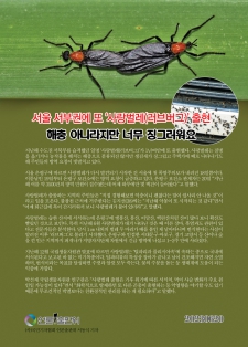 서울 서부권에 또 ‘사랑벌레(러브버그)’ 출현…“해충 아니라지만 너무 징그러워요”