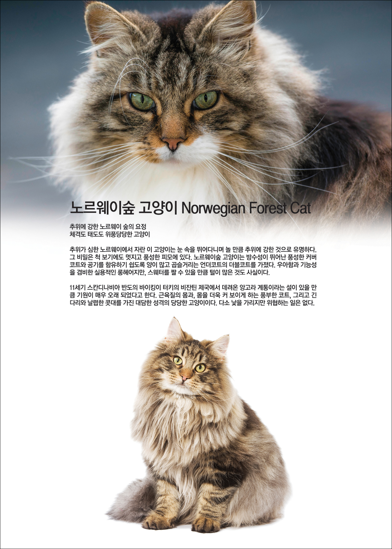 노르웨이숲 고양이 Norwegian Forest Cat [애완.반려동물/고양이]