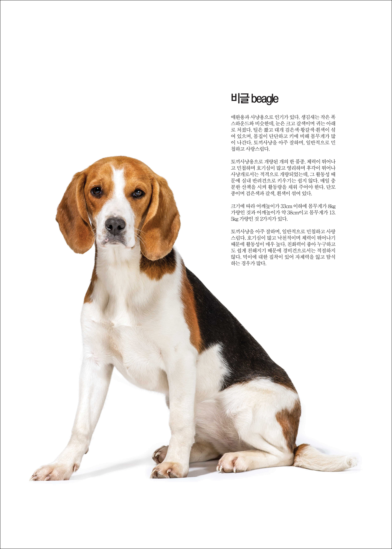 비글 beagle [애완.반려동물/강아지]