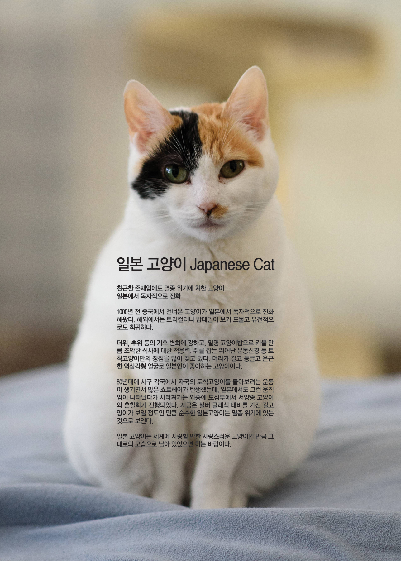 일본 고양이 Japanese Cat [애완.반려동물/고양이]