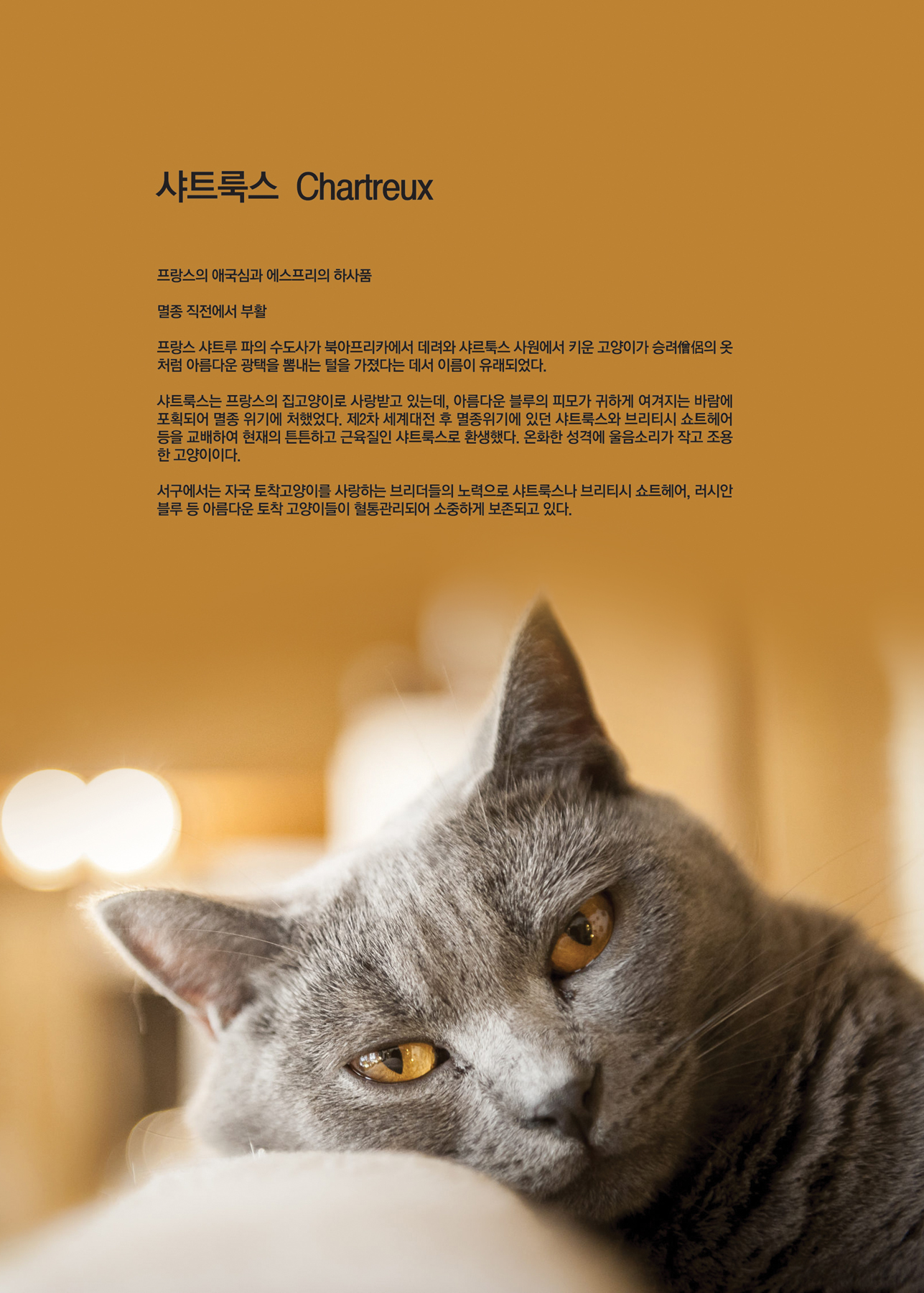 샤트룩스  Chartreux  [애완.반려동물/고양이]