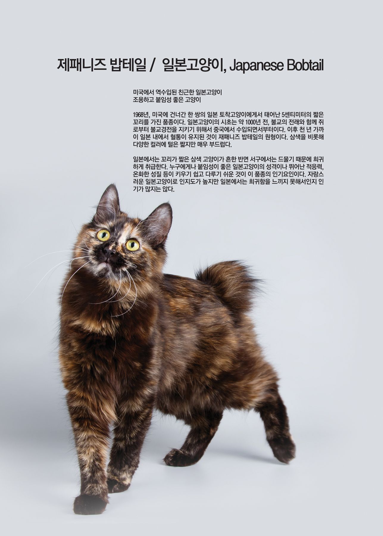 제패니즈 밥테일 /  일본고양이, Japanese Bobtail [애완.반려동물/고양이]
